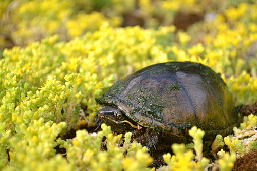 Sternotherus odoratus